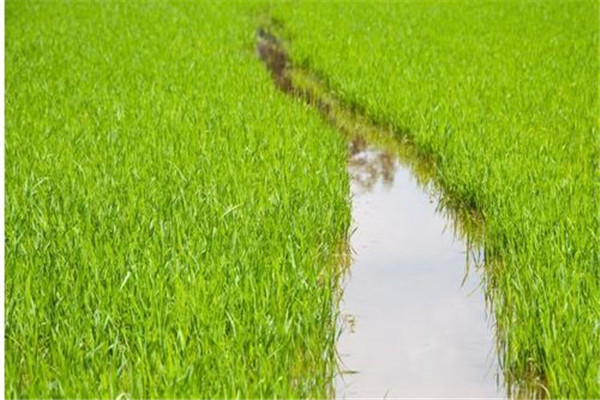 水稻前期、中期和后期的濕潤灌溉技術(shù)