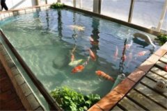 魚池養(yǎng)錦鯉要注意什么？