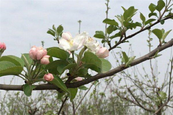 如何讓蘋果樹提早結(jié)果、提前結(jié)果