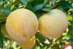 奈李產(chǎn)地是哪里，奈李什么時(shí)候成熟上市？