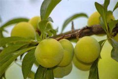 蜂糖李產(chǎn)地在哪里？適合在哪些地區(qū)種植？