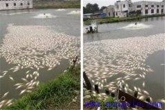 池塘魚中毒與泛塘有什么區(qū)別，如何辯別？