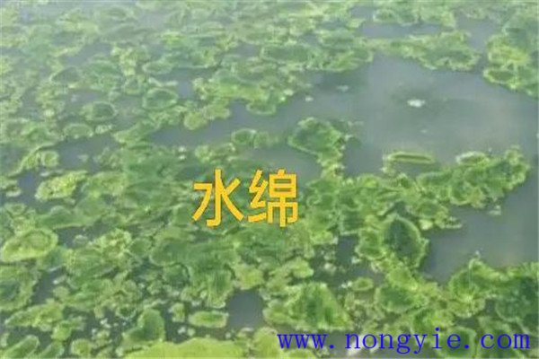 如何清除和控制水綿、水網(wǎng)藻和湖靛等敵害生物