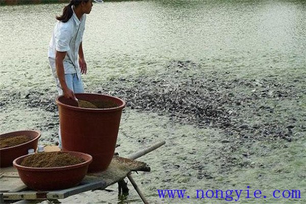 留心觀察魚(yú)類(lèi)吃食時(shí)間的長(zhǎng)短