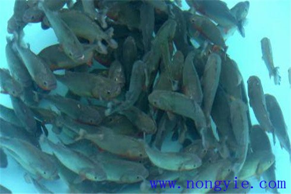 定期檢查飼養(yǎng)魚(yú)類(lèi)的生長(zhǎng)情況