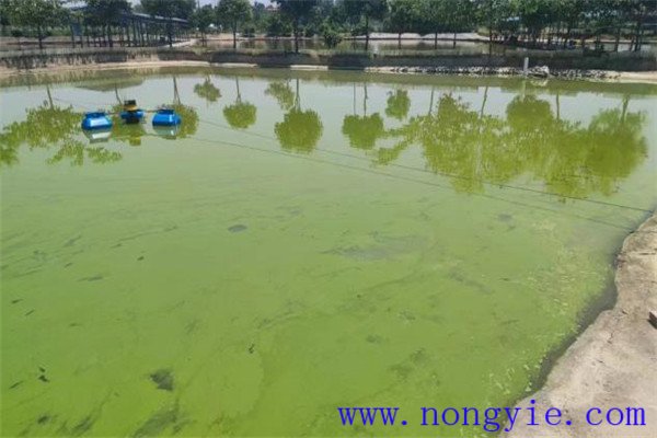 魚塘應(yīng)用光合細(xì)菌菌液的注意事項