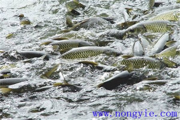 魚(yú)類混養(yǎng)可提高經(jīng)濟(jì)效益