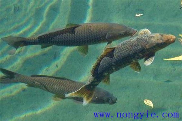 魚(yú)類混養(yǎng)可充分利用池塘空間