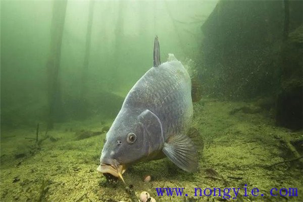 各種魚(yú)類之間有何互利關(guān)系