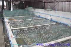 如何選擇魚苗、魚種池，又怎樣清整、施肥