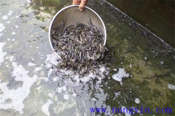 培育魚苗、魚種的方法