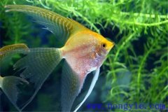 常見的較易飼養(yǎng)的熱帶魚品種有哪些？