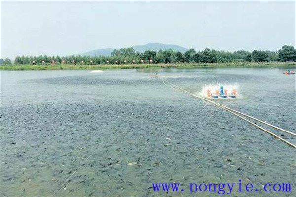 秋季魚(yú)池的水質(zhì)調(diào)控