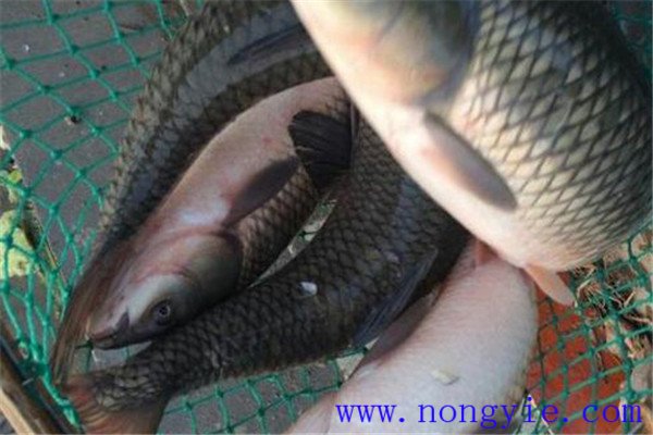 草魚、青魚親魚秋培技術(shù)與方法