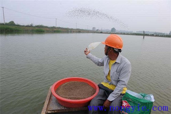 魚(yú)塘養(yǎng)魚(yú)對(duì)飼料的要求