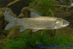 適于農(nóng)村養(yǎng)殖的魚類有哪些？