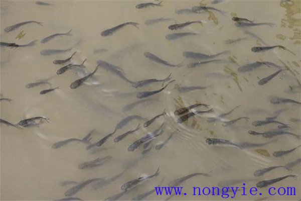 魚種、秋花和春片