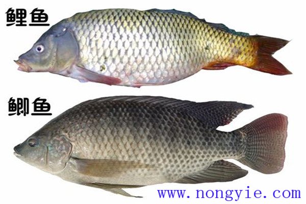鯉魚、鯽魚