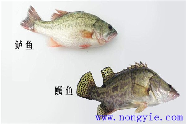 鱖魚、烏鱧、加州鱸
