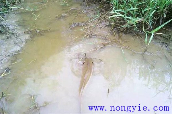 怎樣利用小山塘、魚池、坑凼培育魚苗、魚種