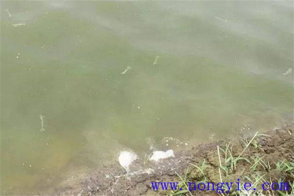 施肥要注意改善魚苗、魚種池水質