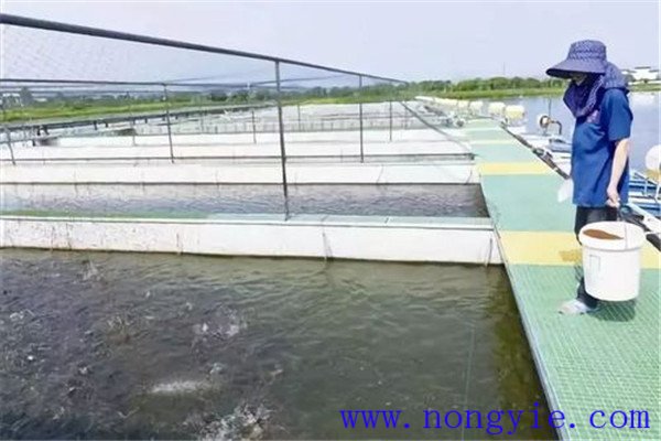保證飼料質(zhì)量、掌握好投喂量