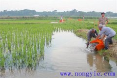 稻田養(yǎng)魚(yú)的現(xiàn)代養(yǎng)殖模式有哪些新的變化？