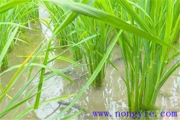稻田養(yǎng)魚(yú)可使稻谷增產(chǎn)一成以上