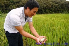 稻田養(yǎng)魚(yú)為什么不普及，其限制性因素有哪些？