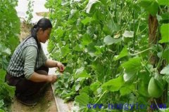 厚皮甜瓜整枝方式、整枝技術(shù)要點與注意事項