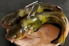 如何宰殺黃骨魚、怎么清洗，怎么挑選黃骨魚