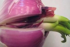 洋蔥發(fā)芽能不能吃，怎么避免洋蔥發(fā)芽？