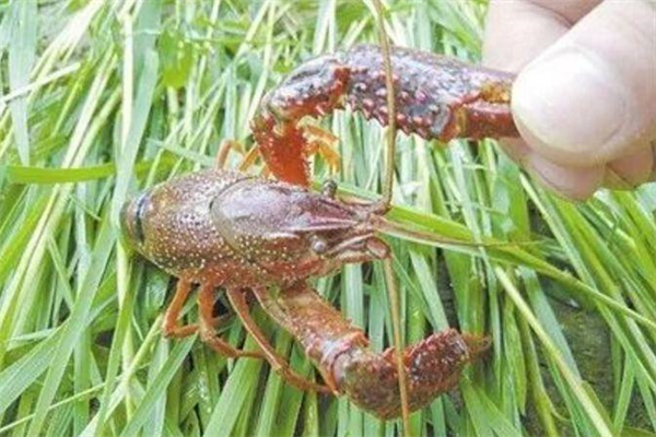 針對小龍蝦的攝食特點，科學(xué)投喂
