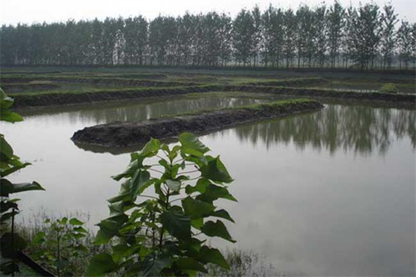 改善水質(zhì)、凈化底質(zhì)