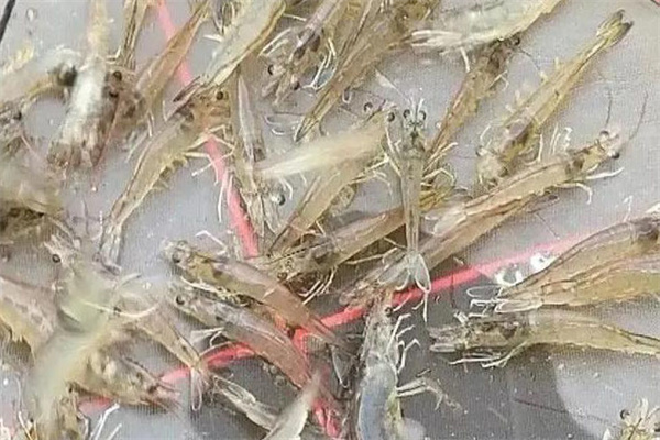 南美白對蝦的喂料時(shí)間