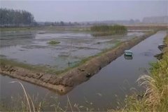 稻田青蝦、河蟹混合立體養(yǎng)殖技術簡介