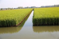 稻田養(yǎng)殖羅氏沼蝦的技術(shù)措施，需注意哪些事項(xiàng)