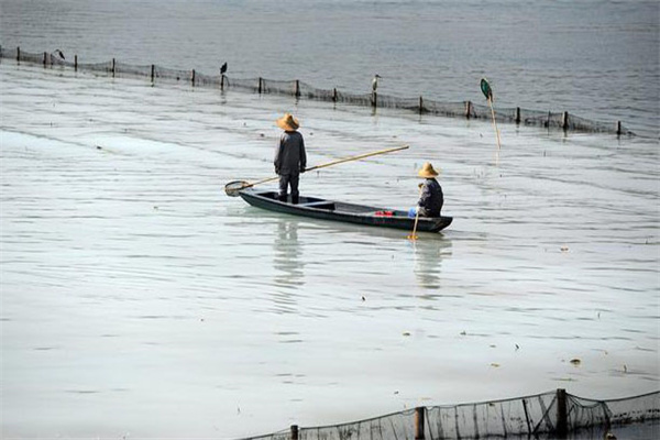 清除野雜魚，減少爭食者
