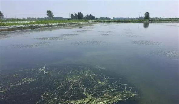 凈化、穩(wěn)定水質(zhì)