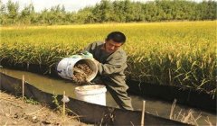 稻田養(yǎng)蟹怎樣控制餌料投放？