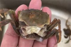 海水蟹類脫殼期死亡的原因是什么，如何處理？