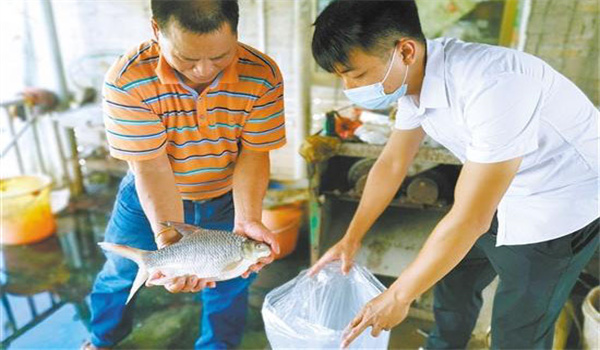 豎鱗病和寄生蟲(chóng)病的癥狀與危害