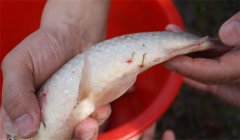 怎樣防治魚的中華魚鳋病，其癥狀表現(xiàn)如何？