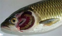 魚類爛鰓病的病因是什么，有哪些癥狀表現(xiàn)？