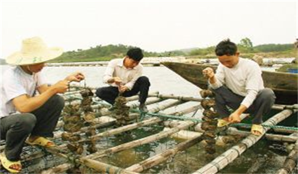 河蚌怎樣采捕、運(yùn)輸與暫養(yǎng)