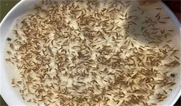 如何選購優(yōu)質鱔魚苗種