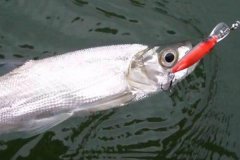 翹嘴魚(yú)冬季在什么位置好釣，怎么釣需注意什么