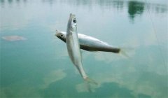 釣到的白條魚(yú)能養(yǎng)活嗎？釣白條魚(yú)要注意什么？