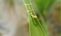 稻縱卷葉螟用什么藥防治，其發(fā)生規(guī)律是什么？