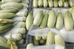 羊角蜜甜瓜什么時間成熟上市，怎么看熟不熟？
